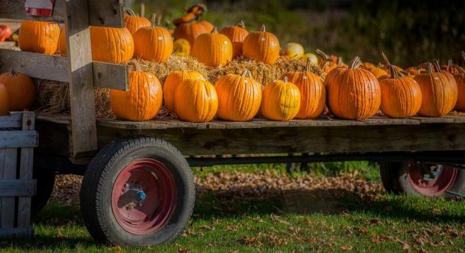abóboras de halloween carregadas em uma carroça de fazendeiros na zona rural de vermont