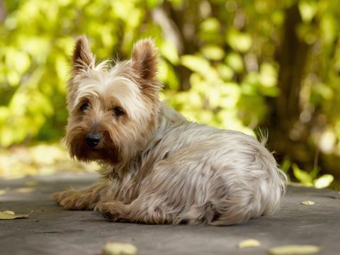 Yorkshire terrier cachorro deitado