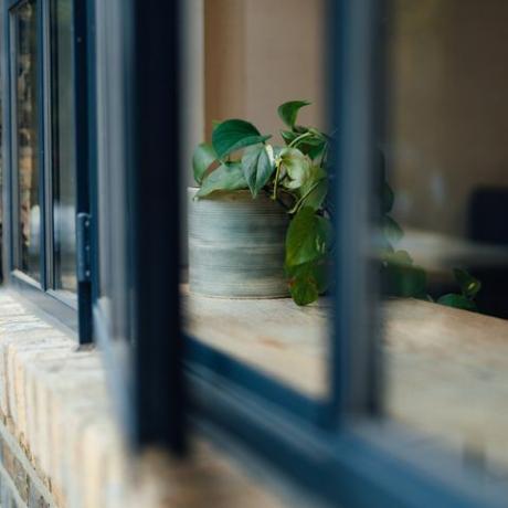 uma planta verde saudável em uma cápsula, perto da janela, pegando luz do sol e respirando ar fresco, crescimento e conceito de desenvolvimento