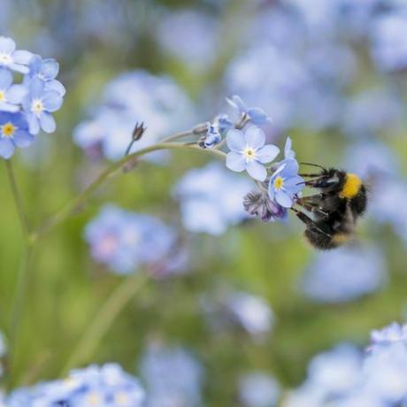 uma única abelha ocupada polinizando um aglomerado de miosótis, comumente conhecido como não me esqueça, uma flor silvestre abundante no reino unido nos primeiros meses do verão