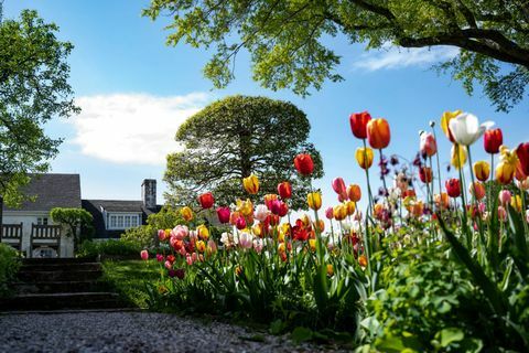 Upperville, Virgínia Estados Unidos 29 de abril tulipas e um tr