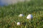 Por que os cogumelos tomaram conta do meu gramado?