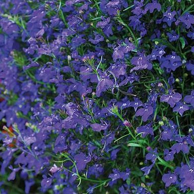 Lobelia pendula 'Monção'