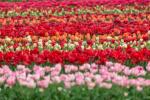 Vídeo do drone do campo de flores da Holanda