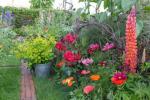 8 melhores plantas com flores para um jardim colorido