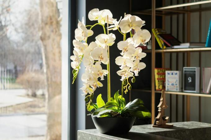 design de interiores elegante com lindas flores de orquídea em vaso branco e estante ao lado da janela