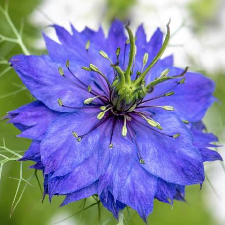 cultivo de flores cortadas nigella