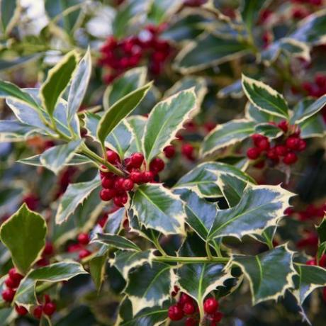 decorações do jardim de natal, azevinho com frutas ilex aquifolium detalhe da fruta vermelha desta típica árvore de natal ao ar livre