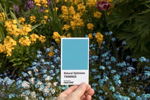 Influências de Twinings Otimismo Natural em associação com Pantone 