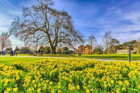 Narcisos na primavera no Royal Botanic Gardens Kew