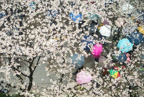 Flores de cerejeira na Universidade de Wuhan, na província central de Hubei, na China.