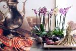 3 tipos de orquídeas que todo amante de flores precisa em sua casa
