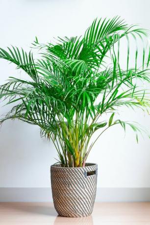 plantas de casa populares areca palm, chrysalidocarpus lutescens, em uma cesta de vime, isolada na frente de uma parede branca em um piso de madeira