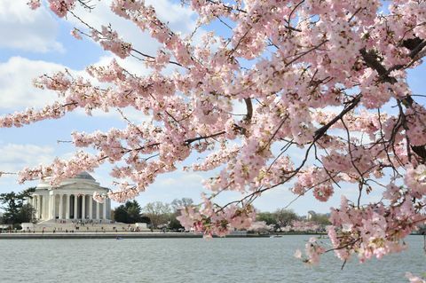 DC Cherry Blossoms