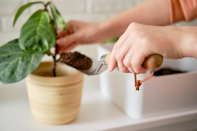 uma florista mulher derrama solo para plantar plantas ficus lyrata bambino em um vaso de flores plantando uma planta de casa, fundo de parede de tijolo branco