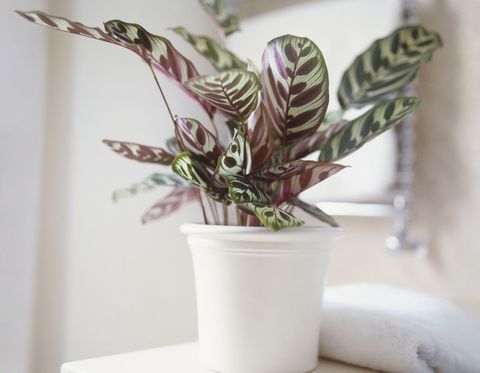 Calathea makoyana, planta de pavão que cresce em vaso de cerâmica branca