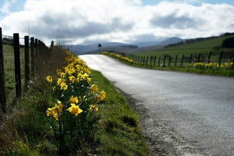 Narciso (Narciso) flores em uma estrada rural