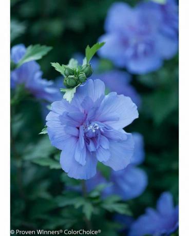 Azul Chiffon Rosa de Sharon (Hibisco)