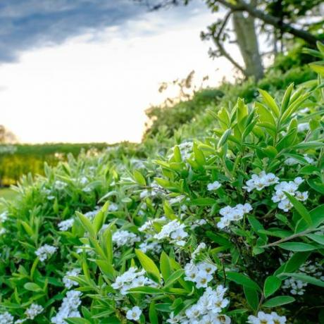 Arbusto branco que embarca em um grande e bem cuidado gramado e jardim em Cambridgeshire