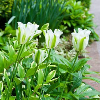 Tulipa 'Verde Primavera'