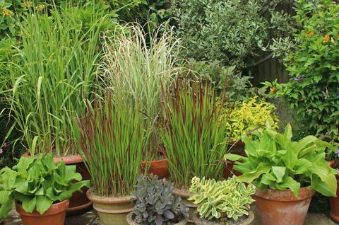 Gramíneas ornamentais em vasos, incluindo Miscanthus e Imperata. Planta do momento da Associação de Comércio Hortícola de agosto.