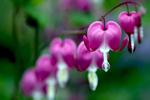 Dicentra spectabilis (coração sangrando)