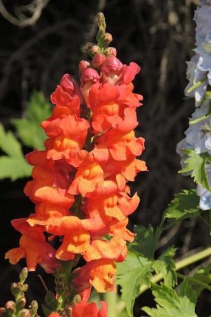 Snapdragon vermelho alaranjado