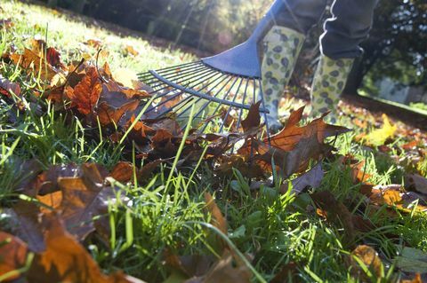 Jardineiro, ajuntando as folhas de outono caídas from Garden Lawn