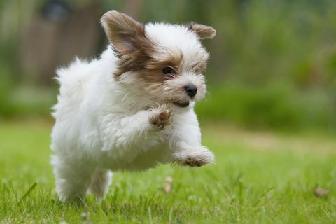 Filhote de cachorro Havanese correndo no campo