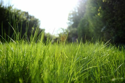 Luz solar irradiando através da grama no jardim