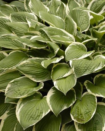 Variegado 1 Qt. hosta 