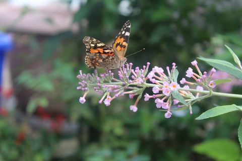 Close-up de borboleta em flor