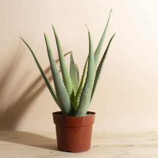 Vaso de planta de aloe vera