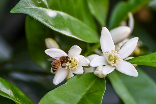 close-up de abelha visitando flores de limão meyer