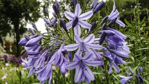 Close-up de agapanthus roxo florescendo ao ar livre