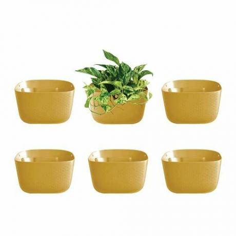 WallyGrow Eco Wall Planters (conjunto de seis) 