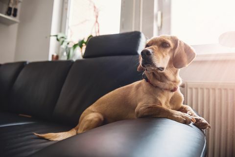 Cachorro sentado no sofá