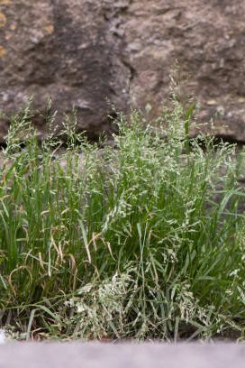 grama alastrando abundante na família poaceae florescendo contra a parede na zona rural britânica