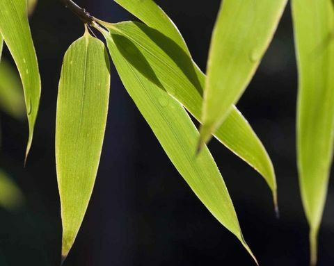 plantas-tropicais-bambu-preto