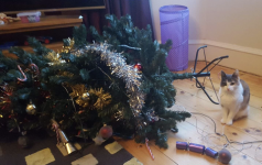 Como impedir que seu gato suba na sua árvore de Natal