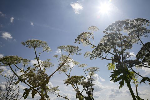 jardim envenenado: hogweed gigante