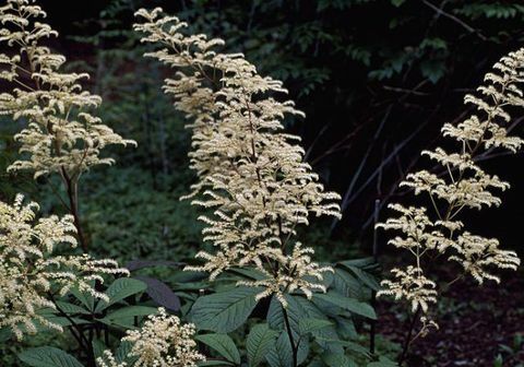 plantas-tropicais-rodgersia-pinnata