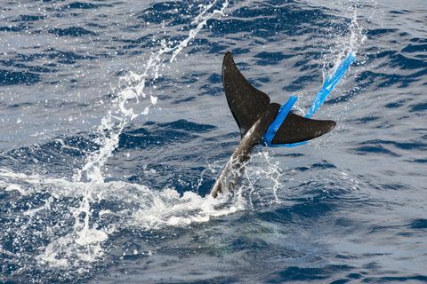«Golfinho de Rissos (Grampus griseus), com um saco de plástico na barbatana caudal, Fuerteventura, Ilhas Canárias»