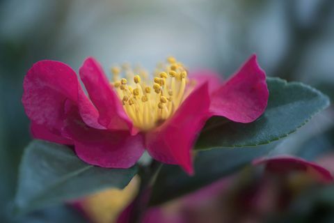 Flor de camélia rosa profundo