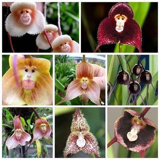Orquídea Drácula (100 sementes)