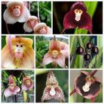 Estas orquídeas raras parecem rostos de macacos e você pode comprar as sementes