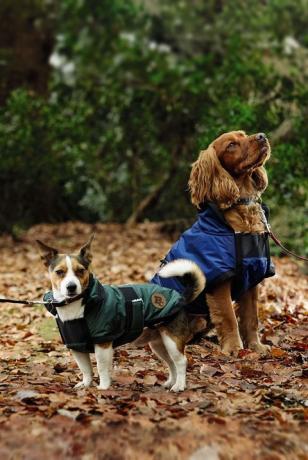 Aldi - Gama de eventos para animais de estimação - casacos