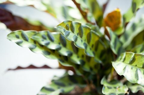 close-up vista de uma cascavel calathea em vaso, uma planta nativa da floresta tropical brasileira