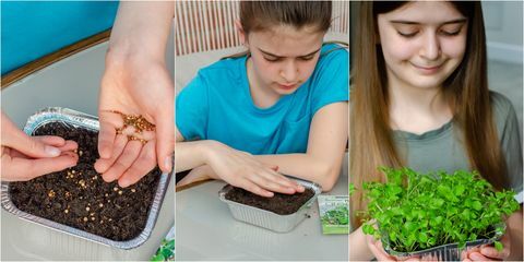 projetos de jardim infantil cultivam microgreens para peitoril da janela