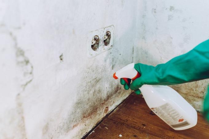 mulher removendo bolor de casa com cloro em sua propriedade